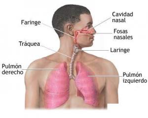 Sistema Respiratorio Humano Gráfico