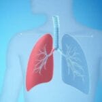 Sistema Respiratorio Humano